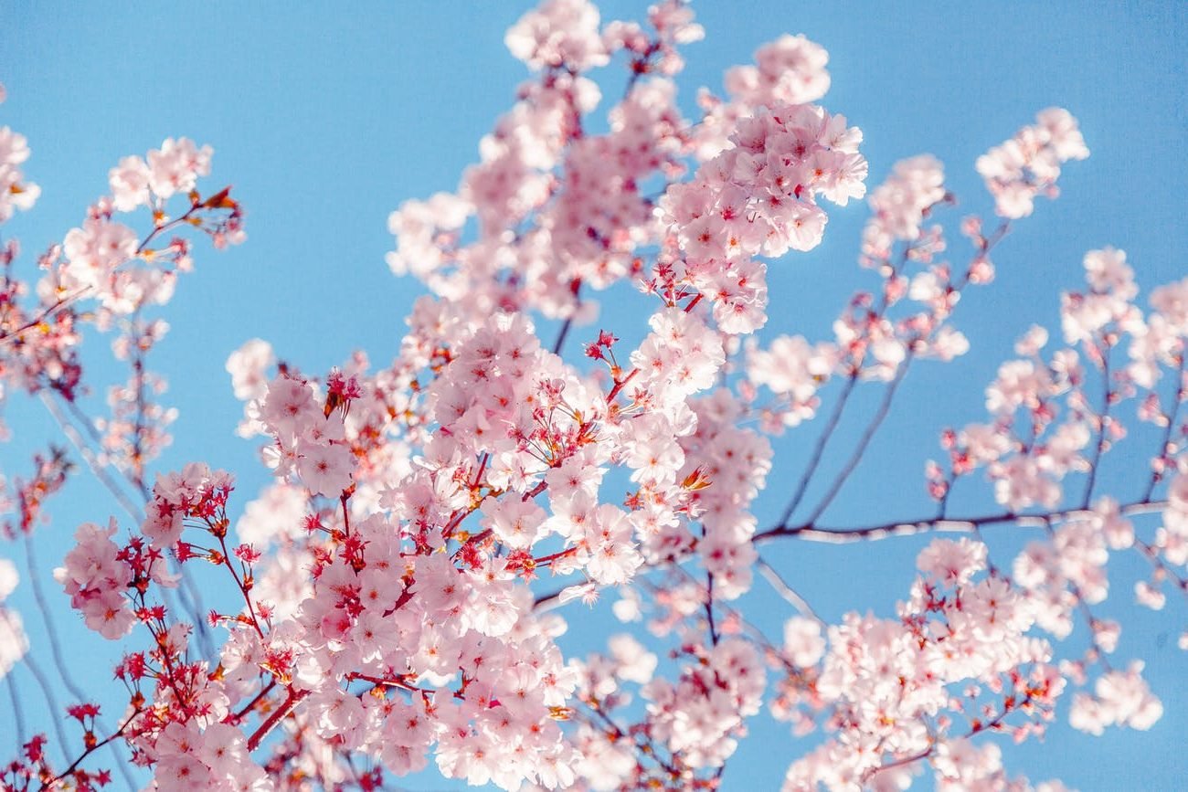 sakura tree